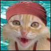 346461_swim_cat.jpg